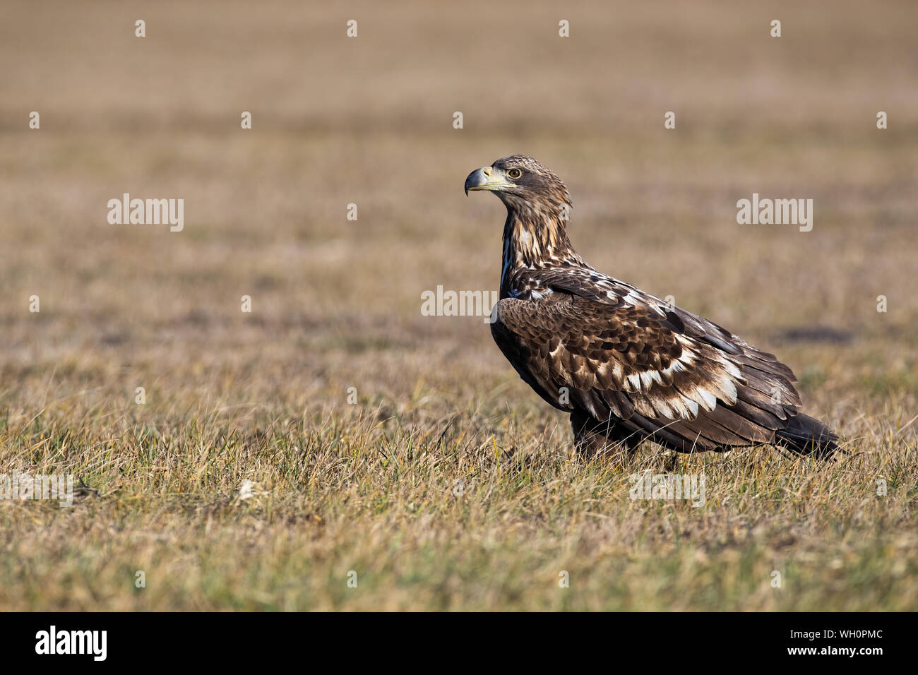 Young white-tailed eagle sitting on the ground at sunrise in winter. Stock Photo
