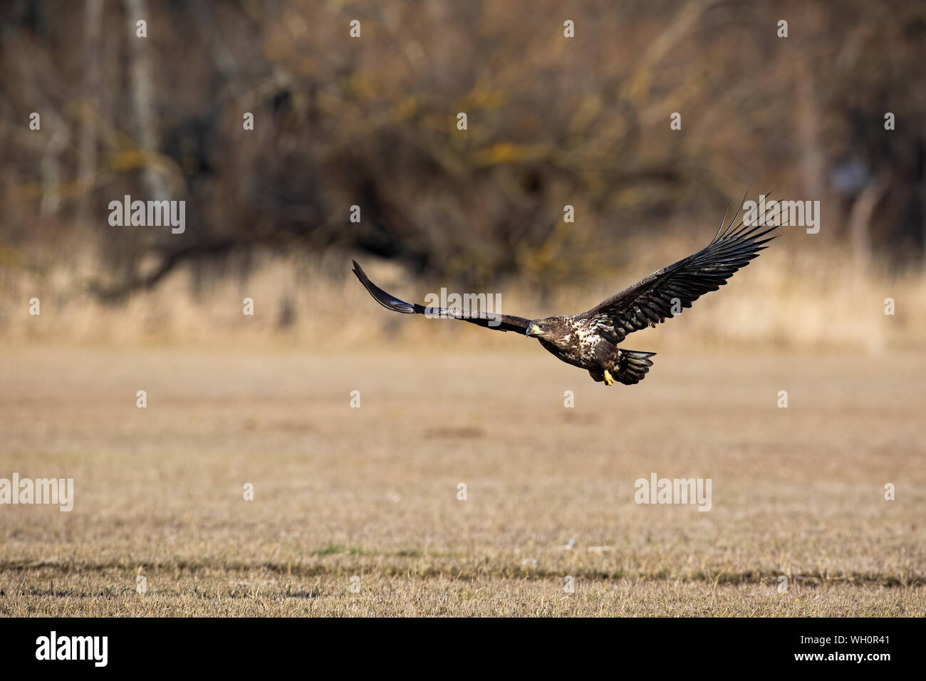 Juvenile white-tailed eagle flying low above ground Stock Photo