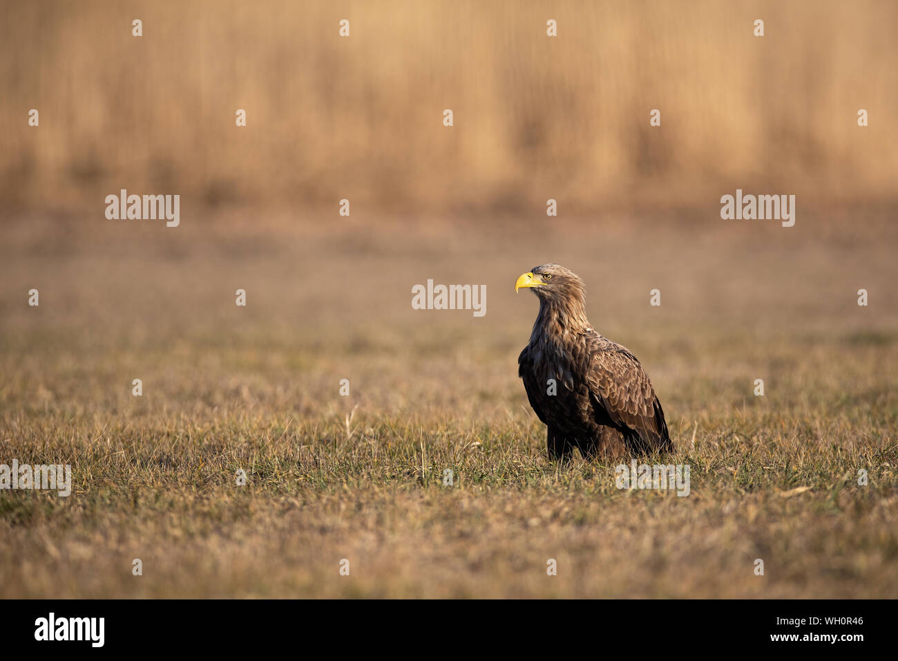 Adult white-tailed eagle sitting on the ground at sunrise with copy space Stock Photo