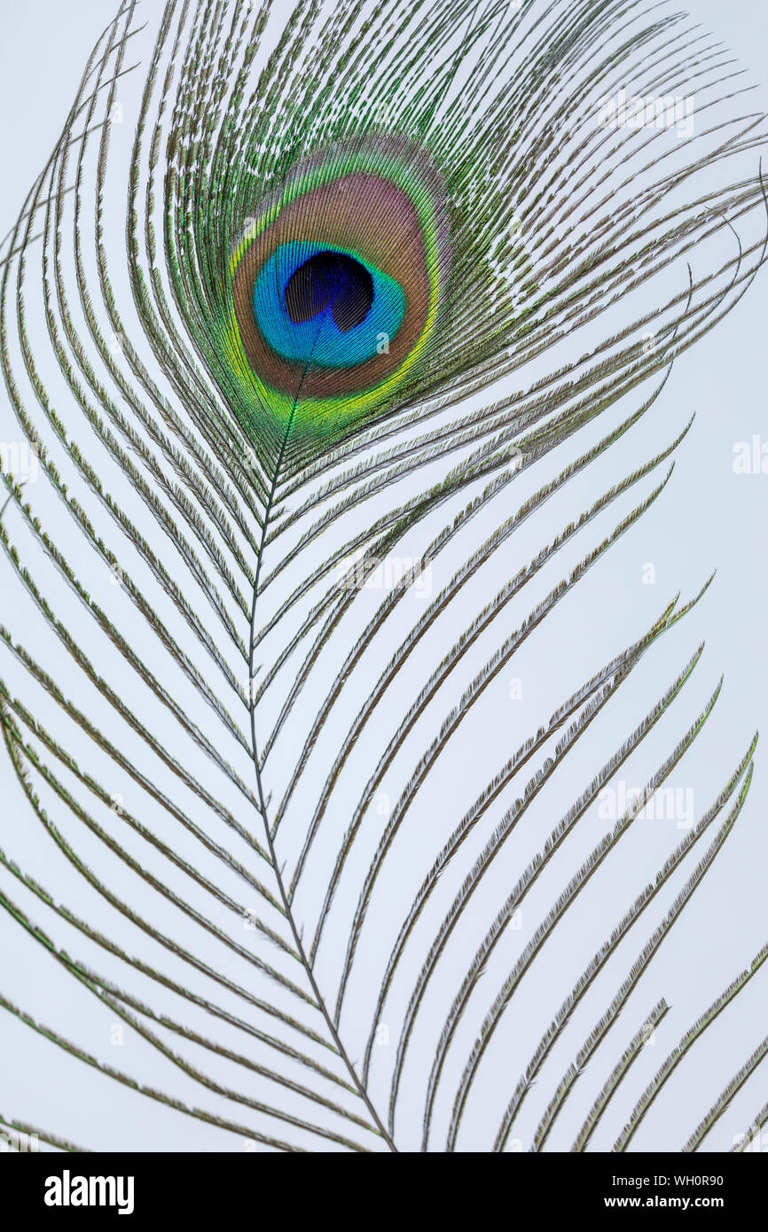 Peacock Feather On White Background Stock Photo