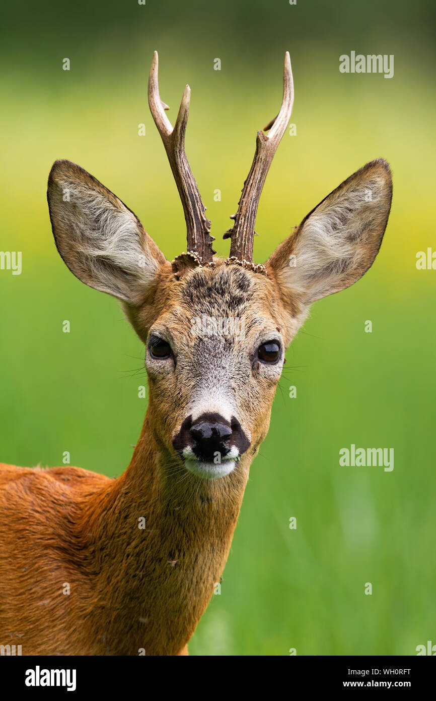 Head of roe deer buck in summer nature. Stock Photo