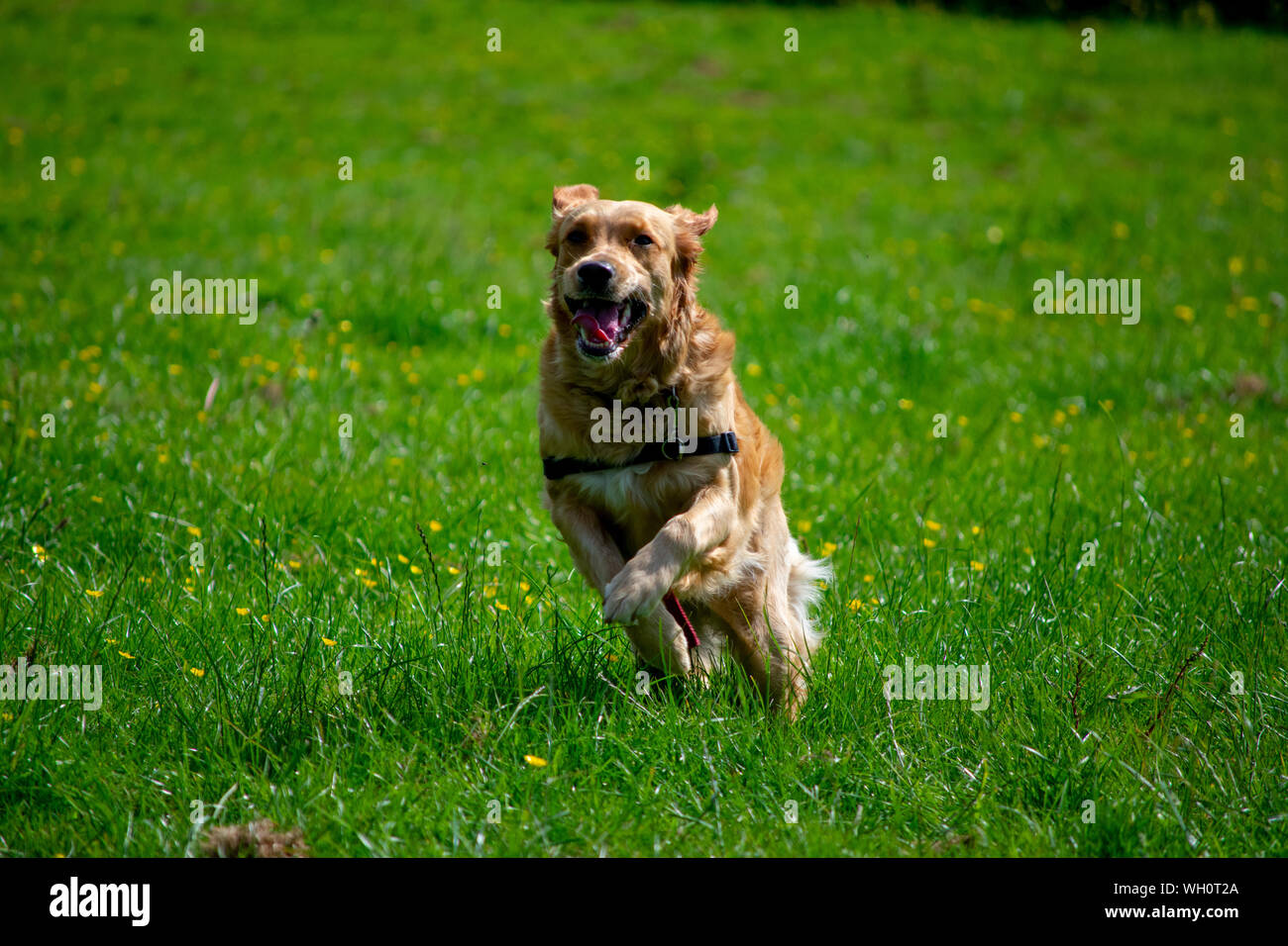 Running Golden Retriever Dog on Green Field Stock Photo