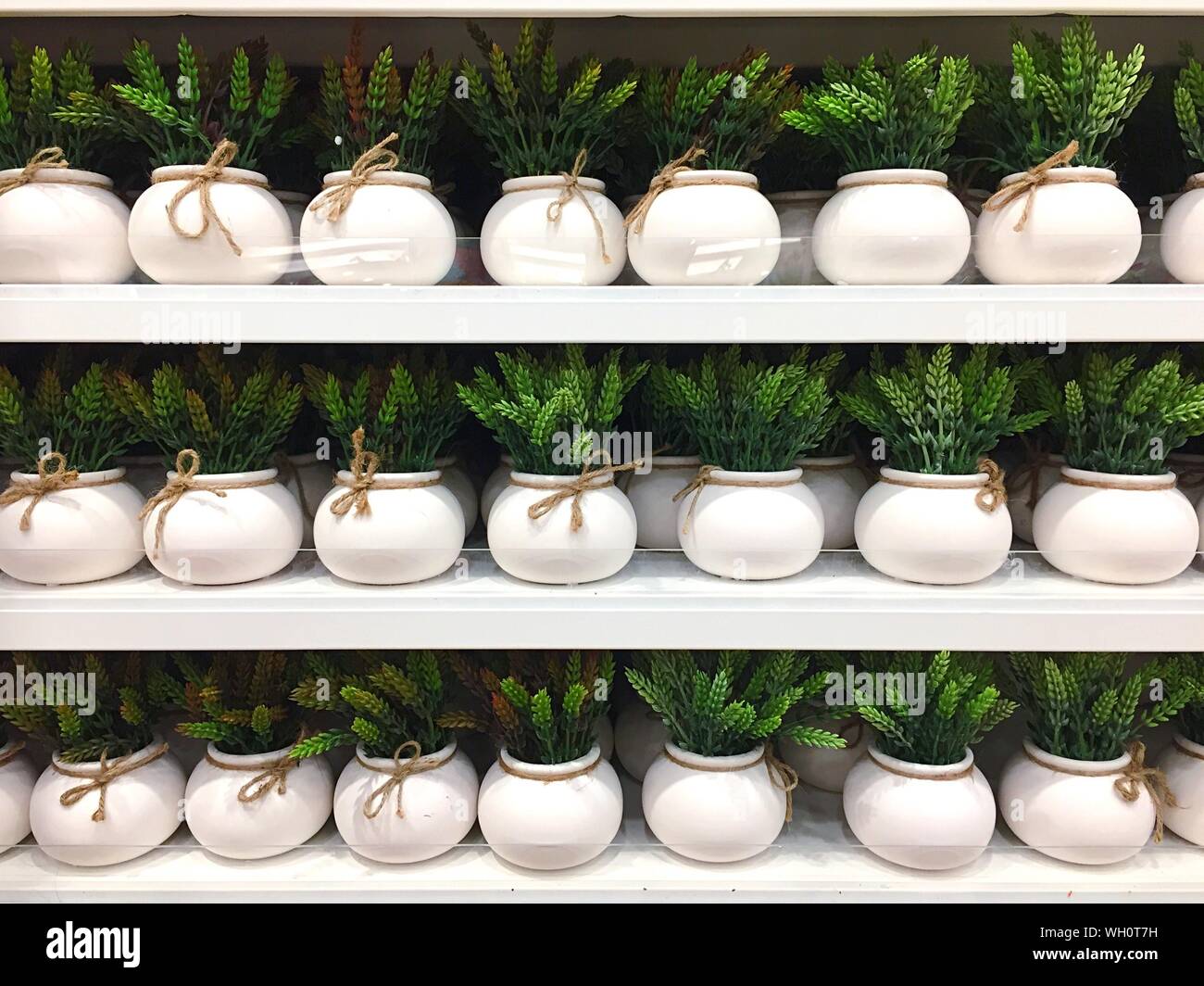 Shelves with plants hires stock photography and images Alamy