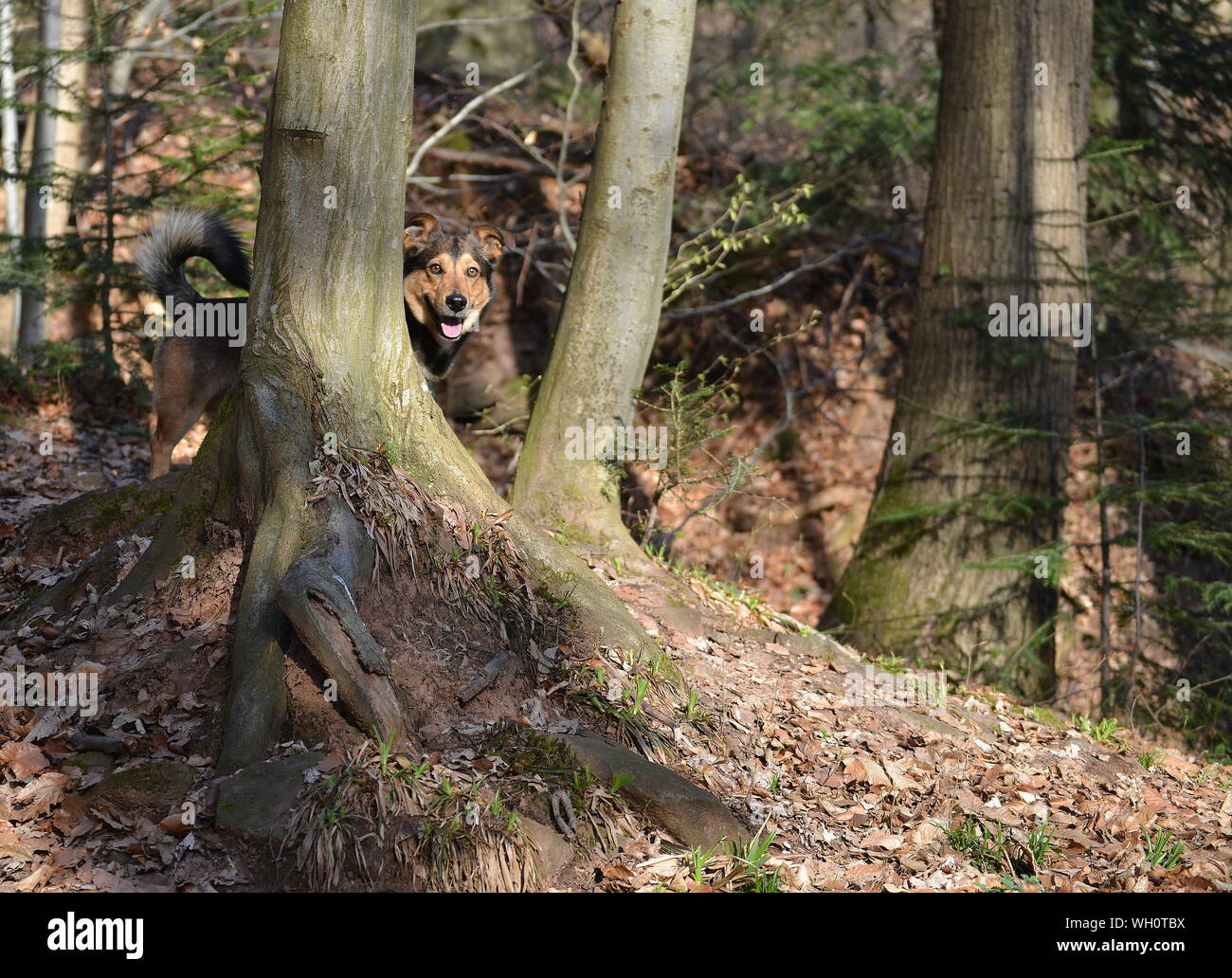 Tree behind dog hi-res stock photography and images - Alamy