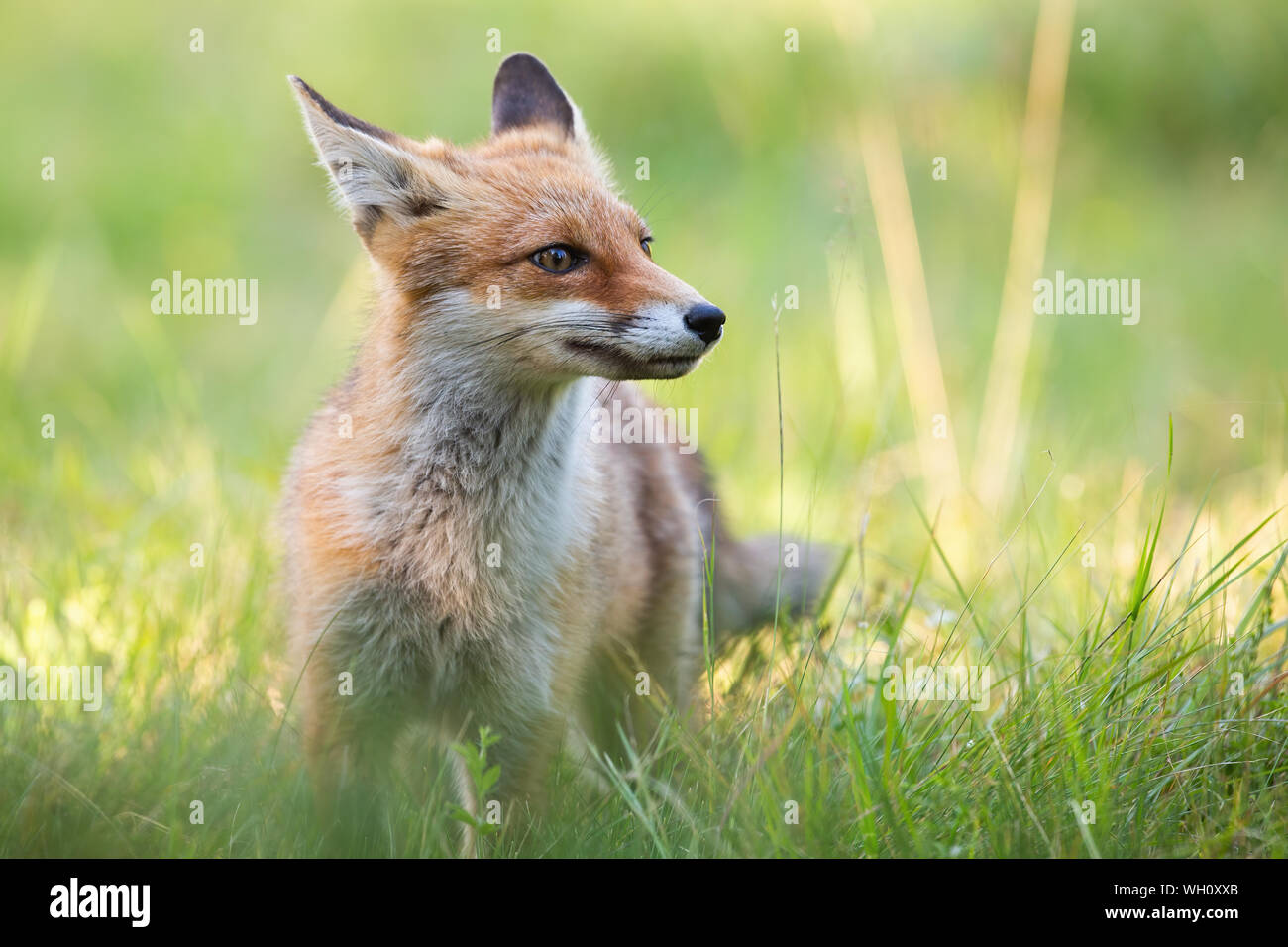 Cute red fox standing on green grass in summer with blurred background. Stock Photo