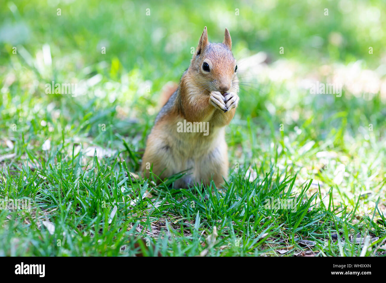 Sweet animal, hungry and cute squirrel Stock Photo