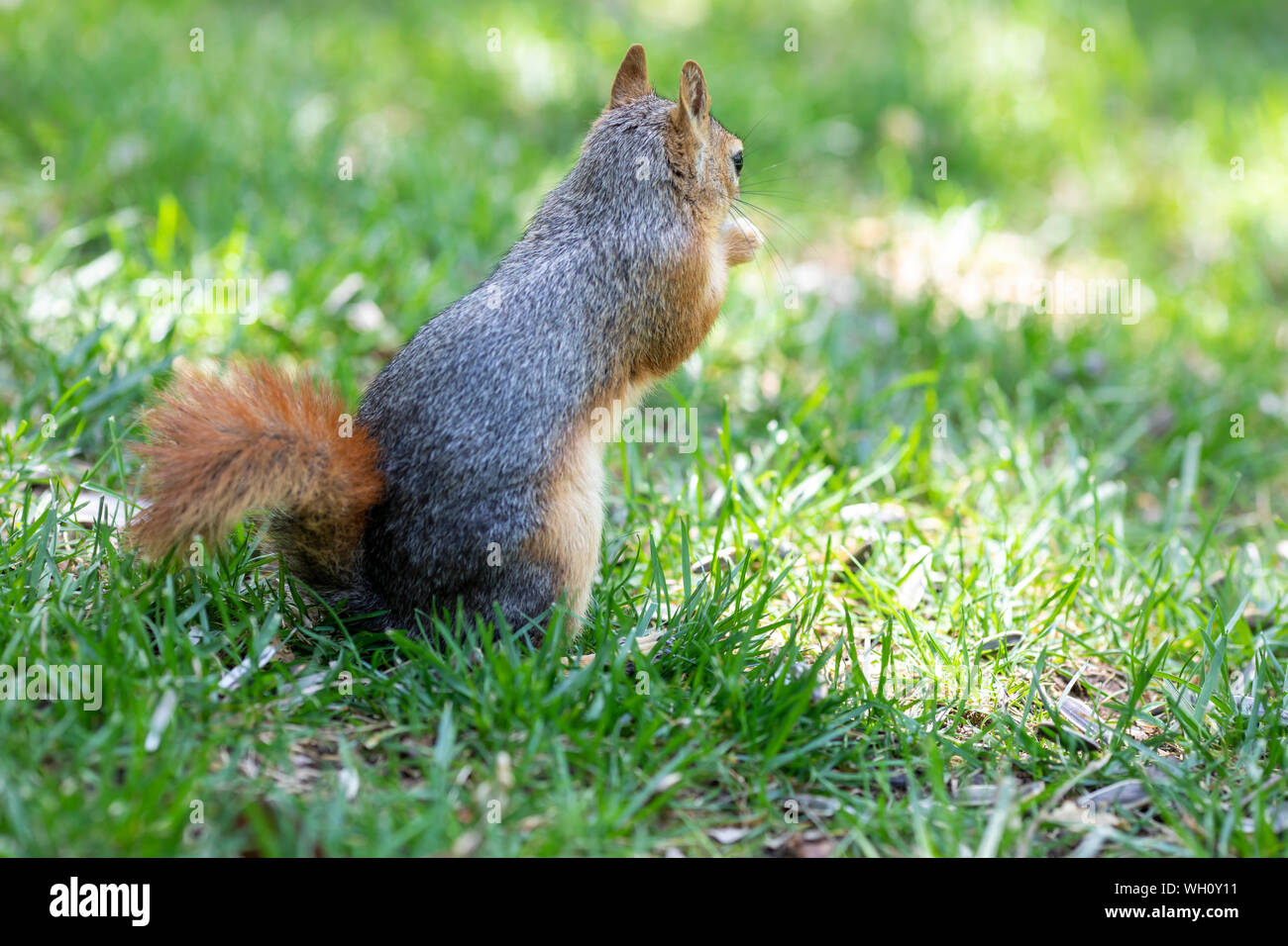Sweet animal, hungry and cute squirrel Stock Photo