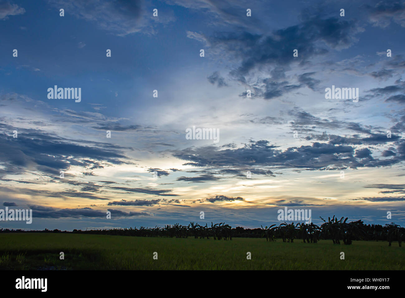 The reflection of the Sun in the evening  and the clouds on the sky with Shadow trees in paddy fields. Stock Photo