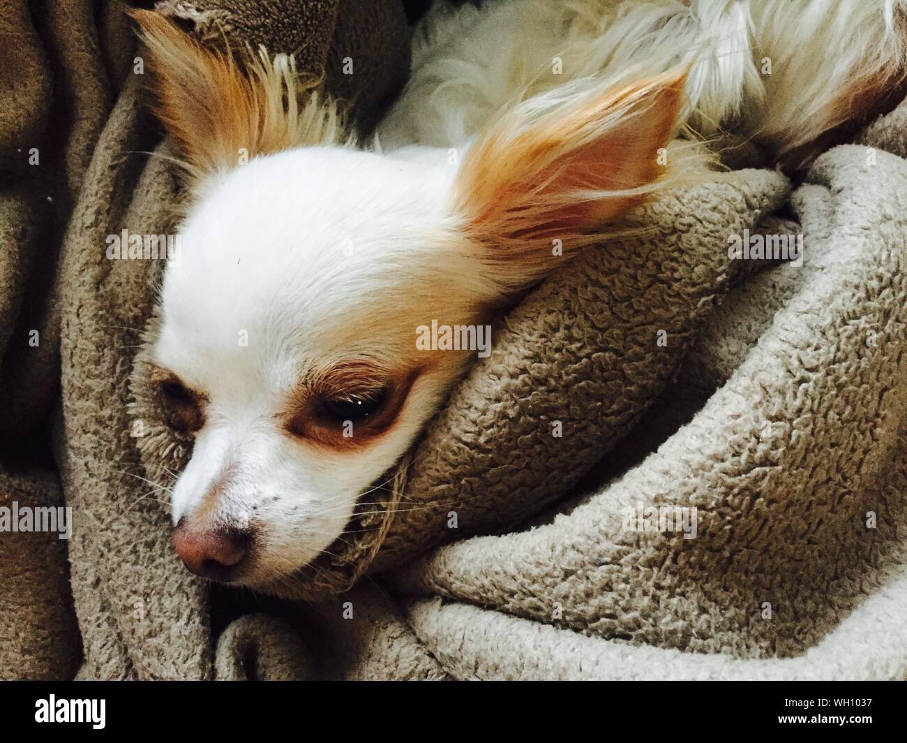 Dog wrapped up in a blanket hires stock photography and images Alamy