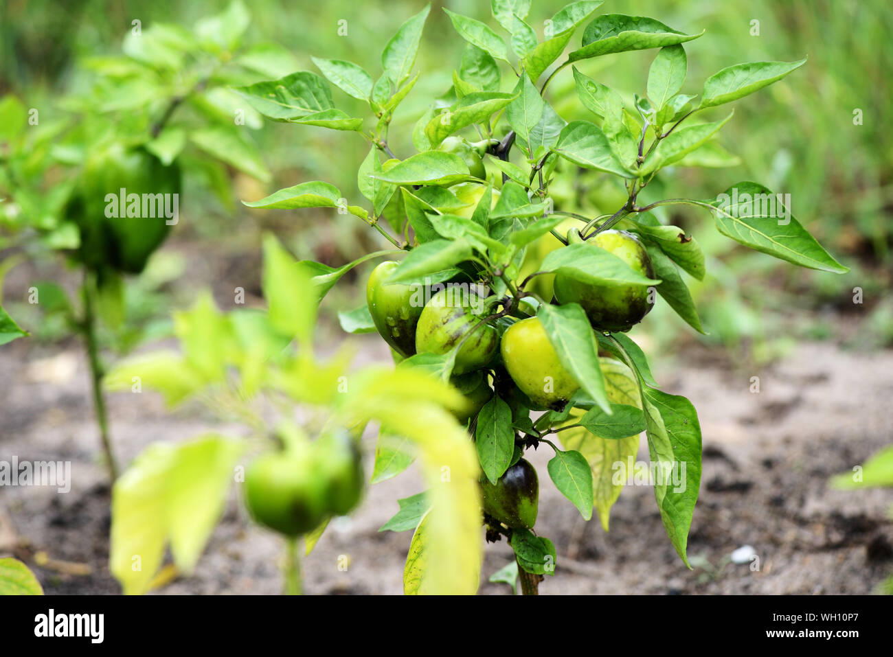 Bell pepper farming hi-res stock photography and images - Alamy