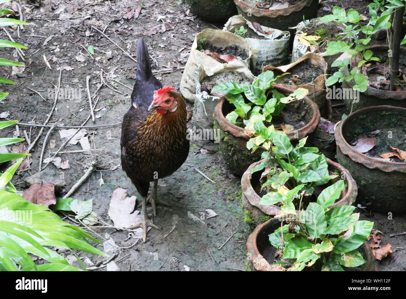 Hen Inside The Garden Stock Photo Alamy