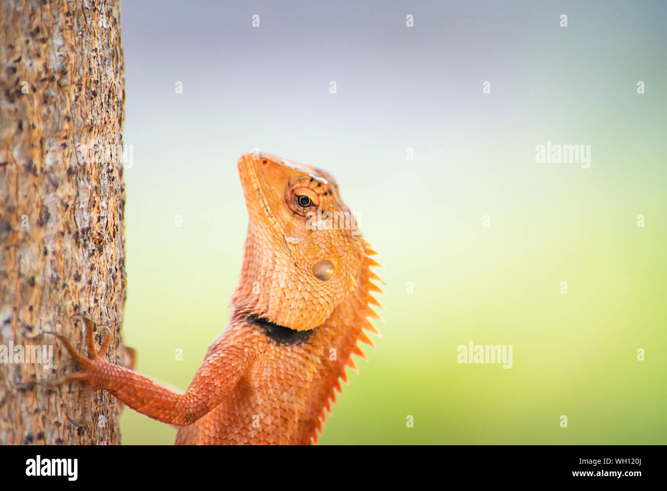 Chameleon orange on a tree Background blurred leaves. Stock Photo