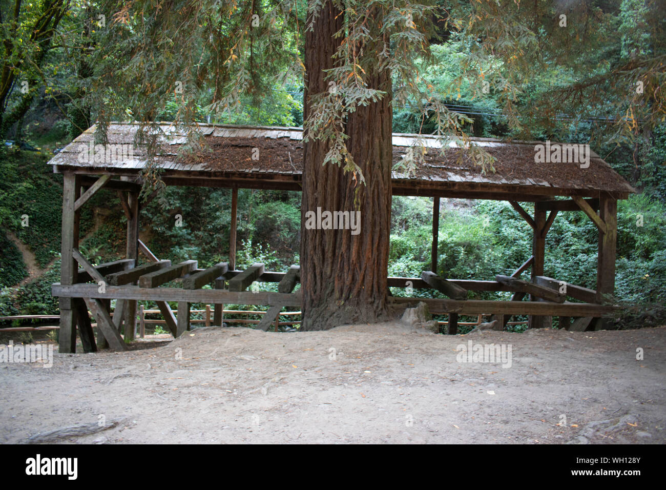Old Mill Park in Mill Valley, CA is an excellent place to go to relax. There are many redwoods at that park. Stock Photo