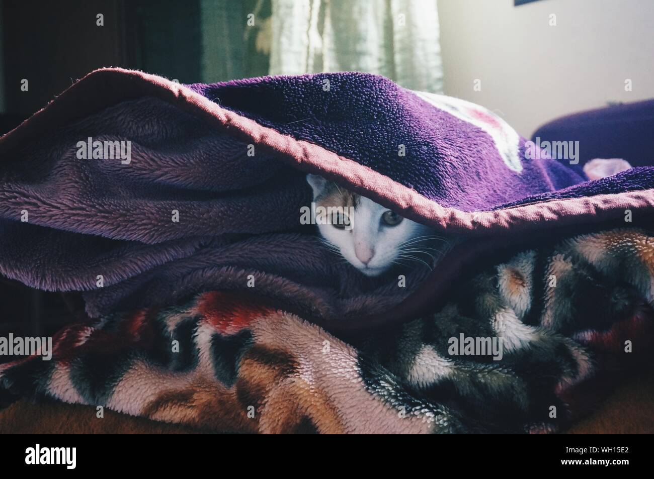 Cat in blanket hires stock photography and images Alamy