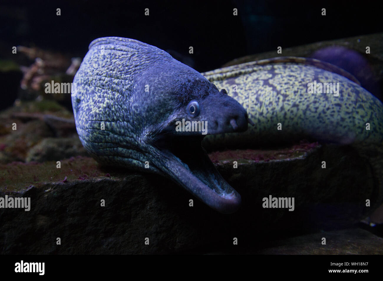 Rock eel hires stock photography and images Alamy