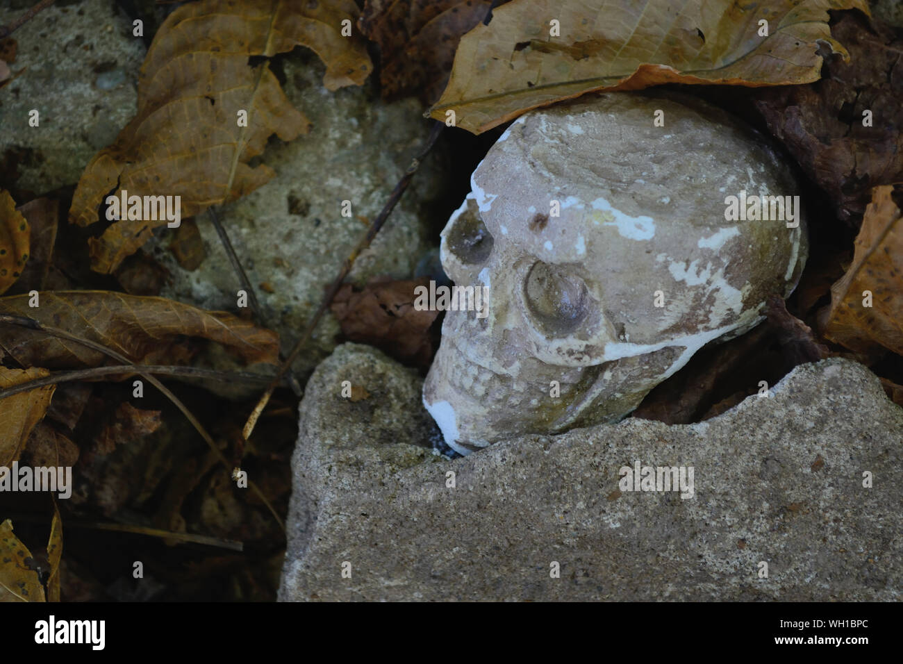 Skeleton head autumn background Stock Photo