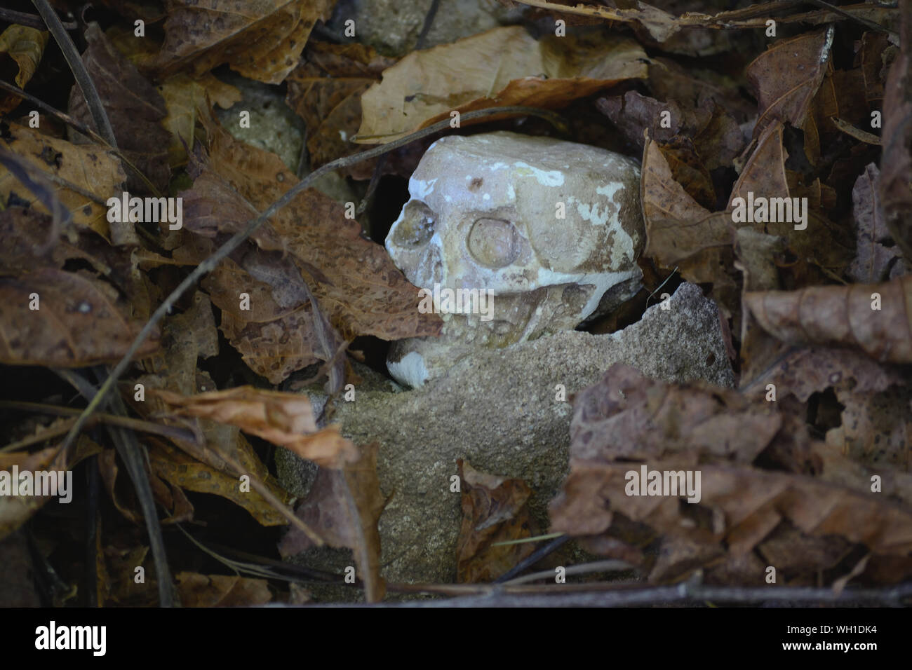 Skeleton head autumn background Stock Photo