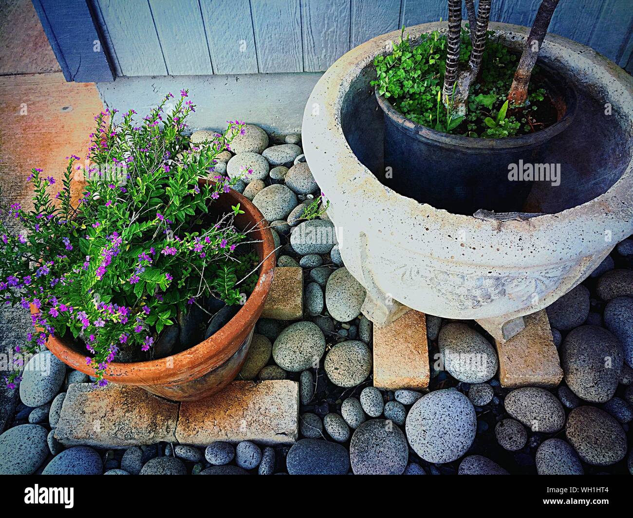 Pebble plants hires stock photography and images Alamy