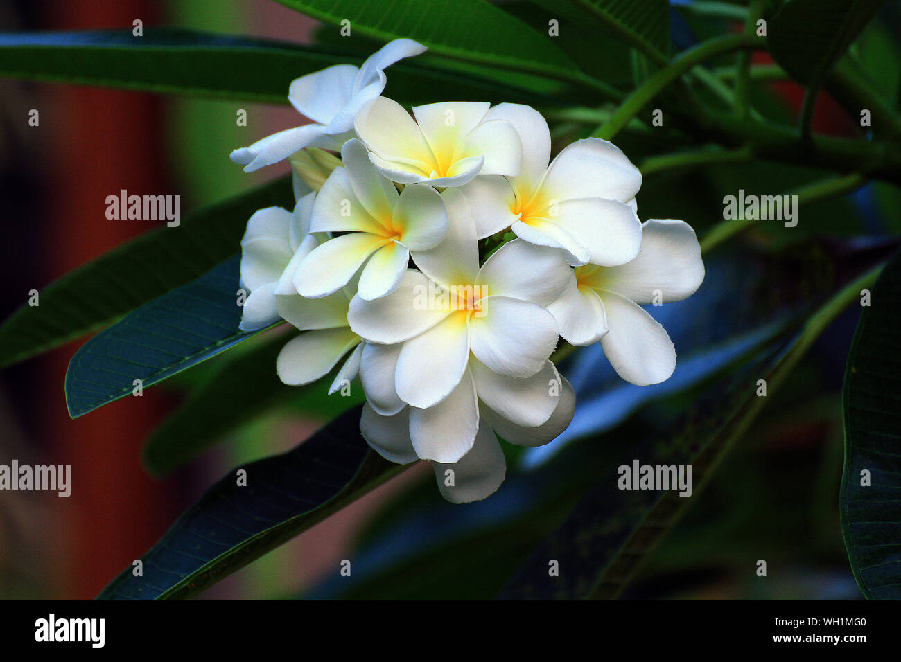 a Beautiful flowers and leaves Stock Photo - Alamy
