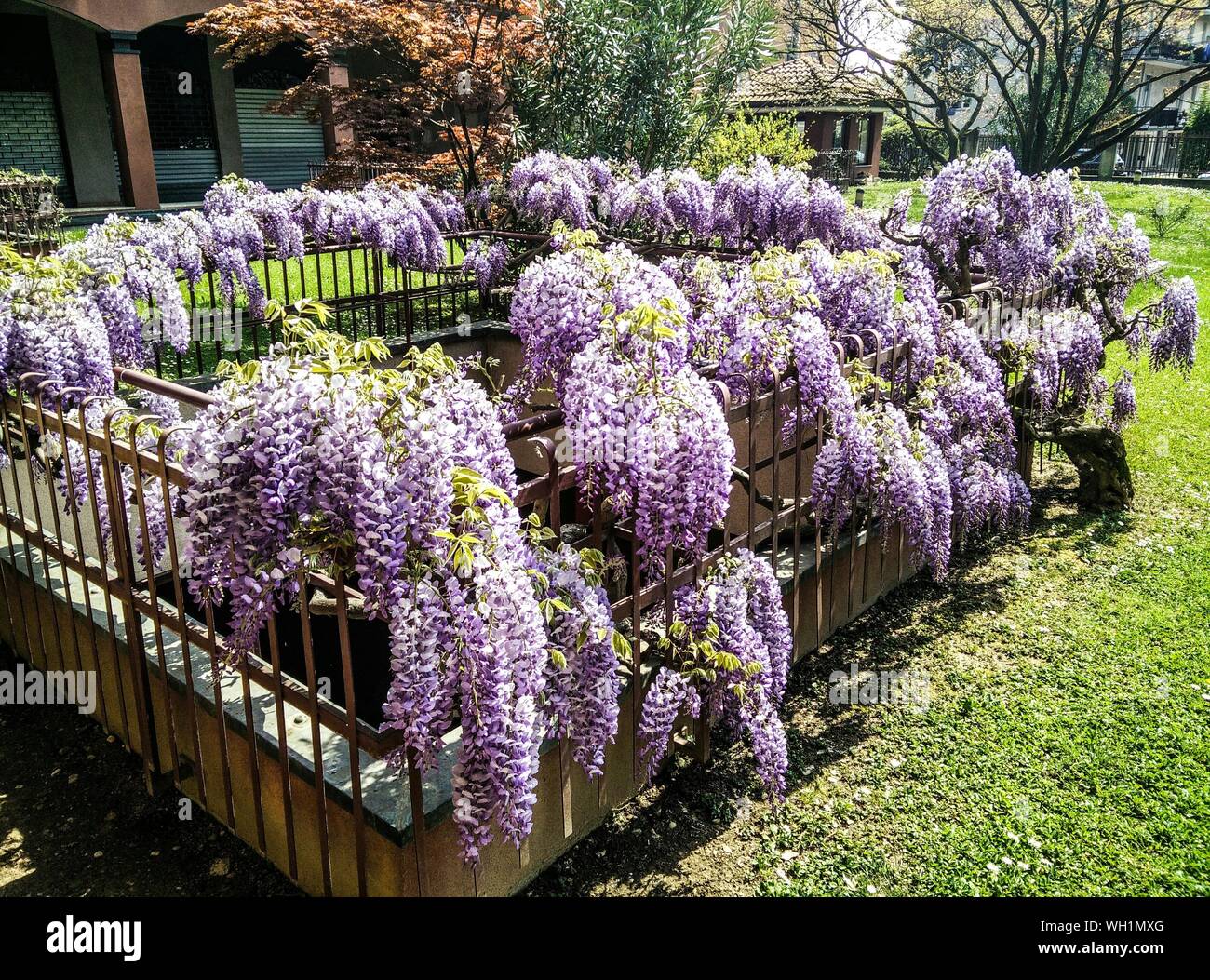 Purple Flowers Creeping Plant In Back Yard Stock Photo Alamy