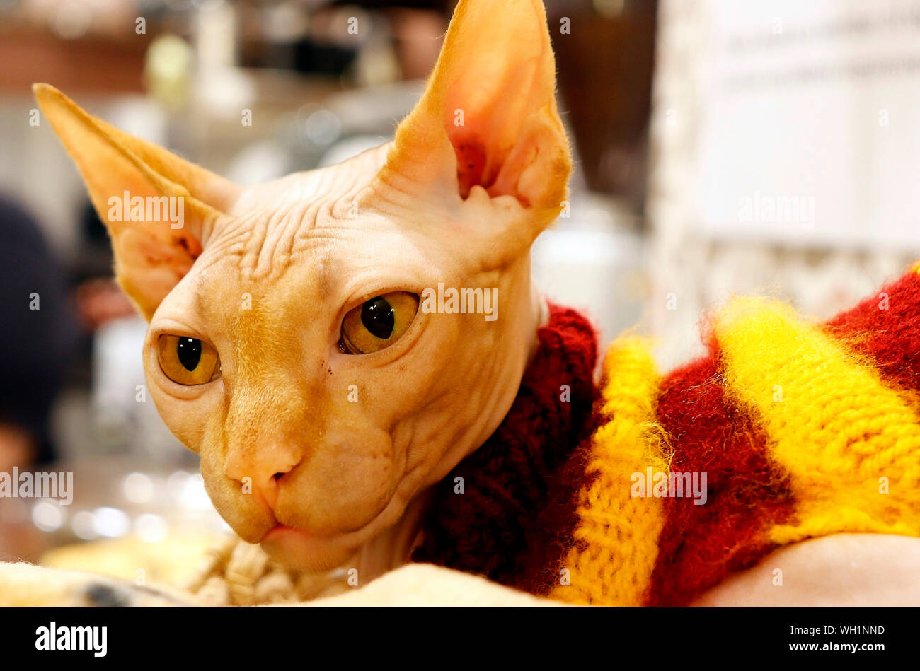 Sphinx, the hairless cat. Stock Photo