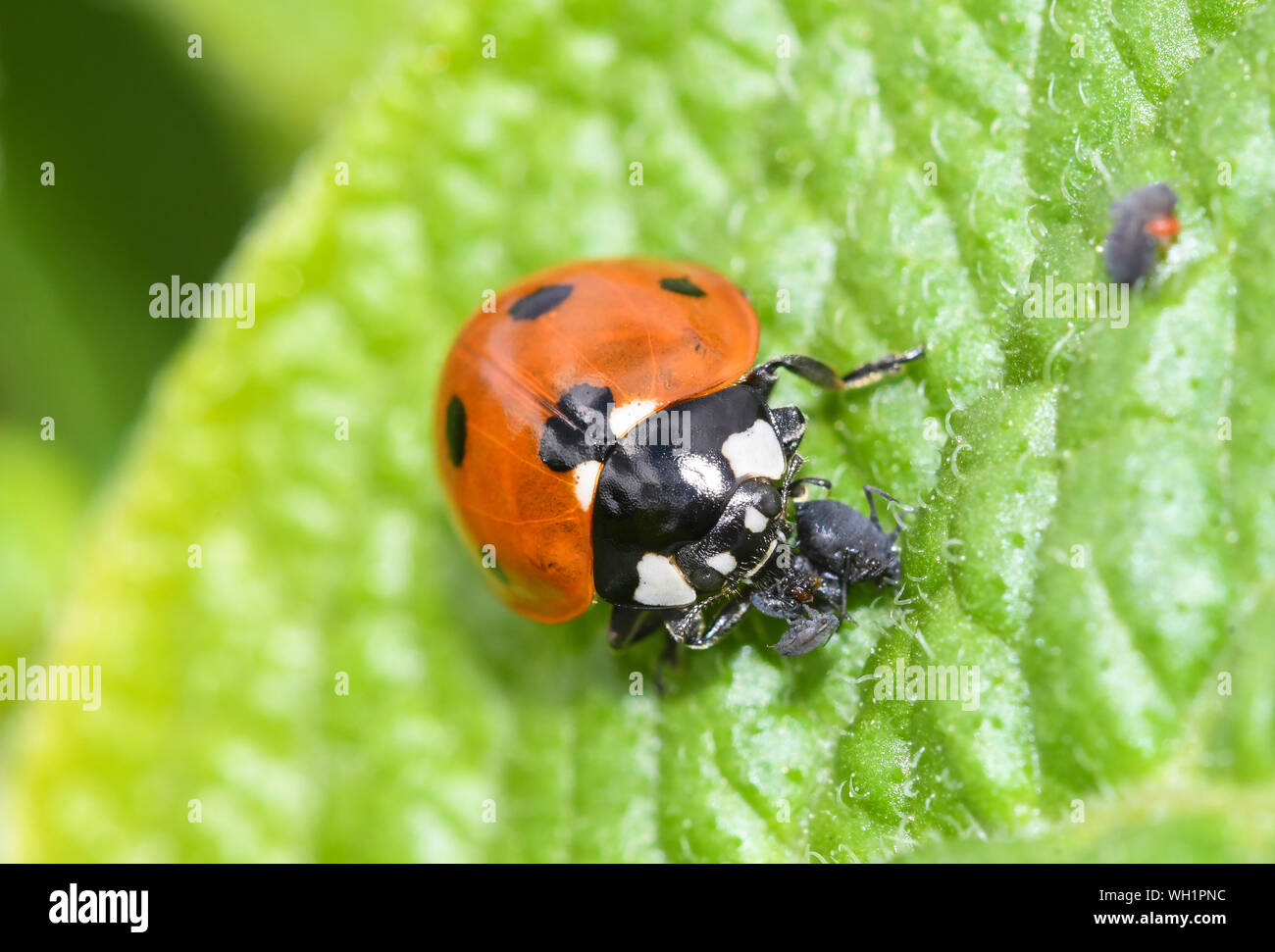 Ladybird insects hi-res stock photography and images - Alamy