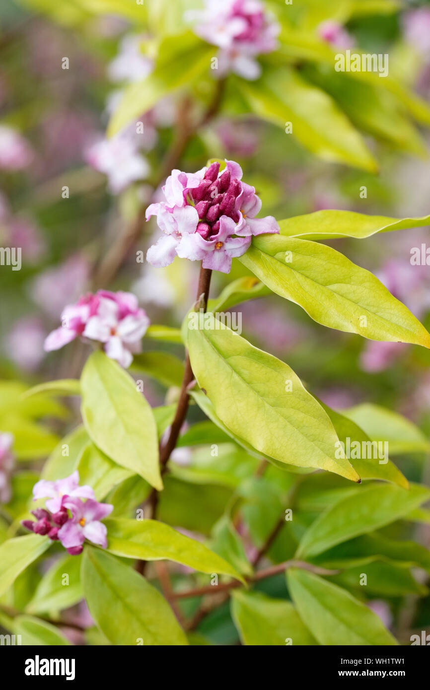 Close-up of pale pink flowers of Daphne bholua Limpsfield Stock Photo