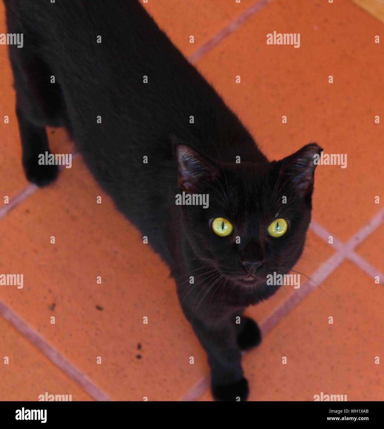 Black cat standing looking camera hi-res stock photography and images ...