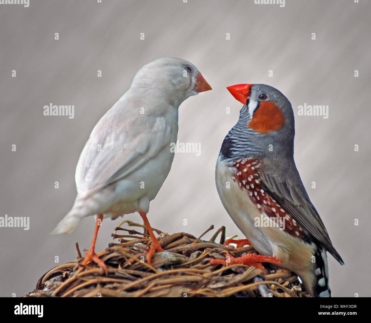 Zebra finch nest hires stock photography and images Alamy
