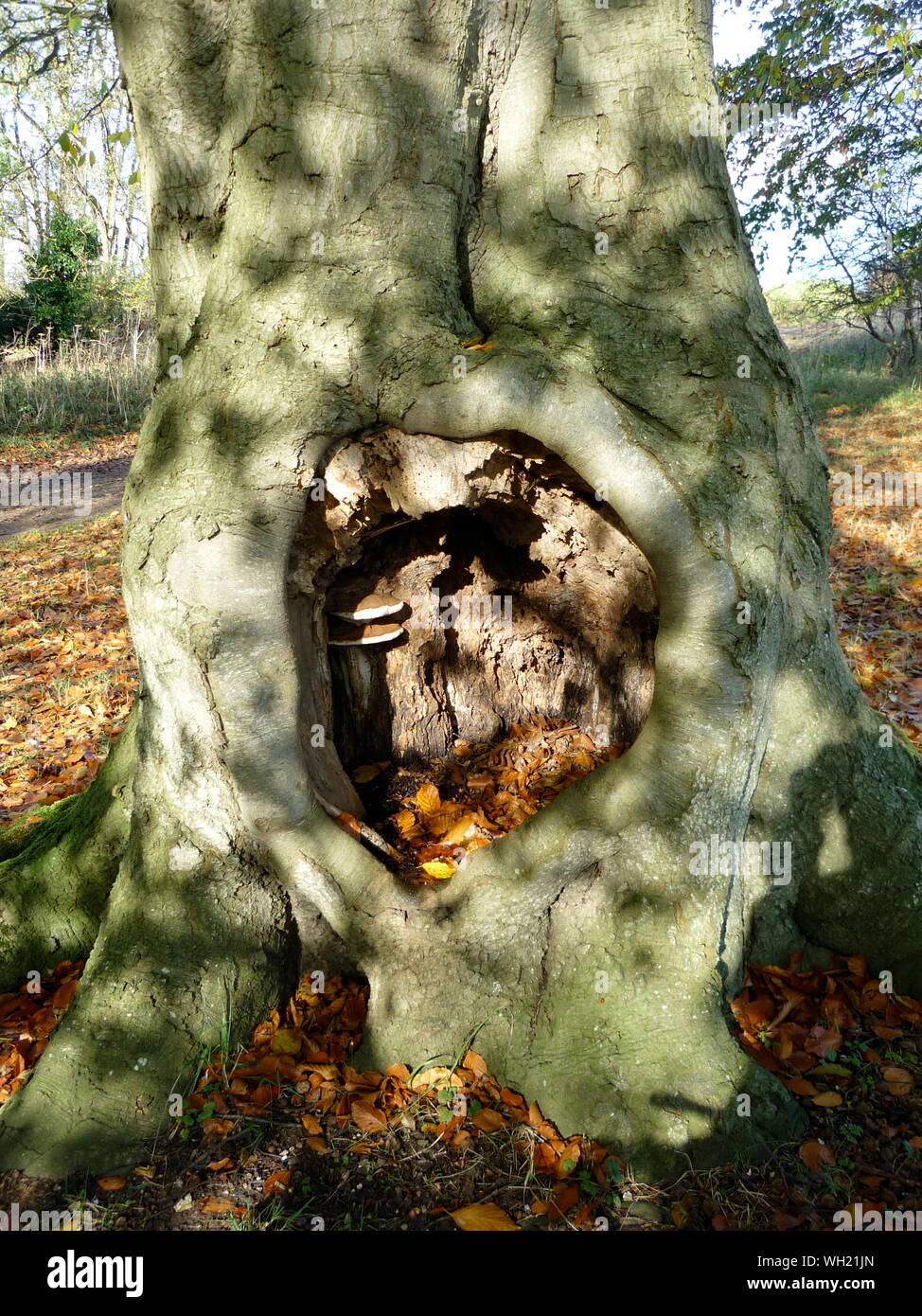 Hole In Tree Trunk Stock Photo Alamy