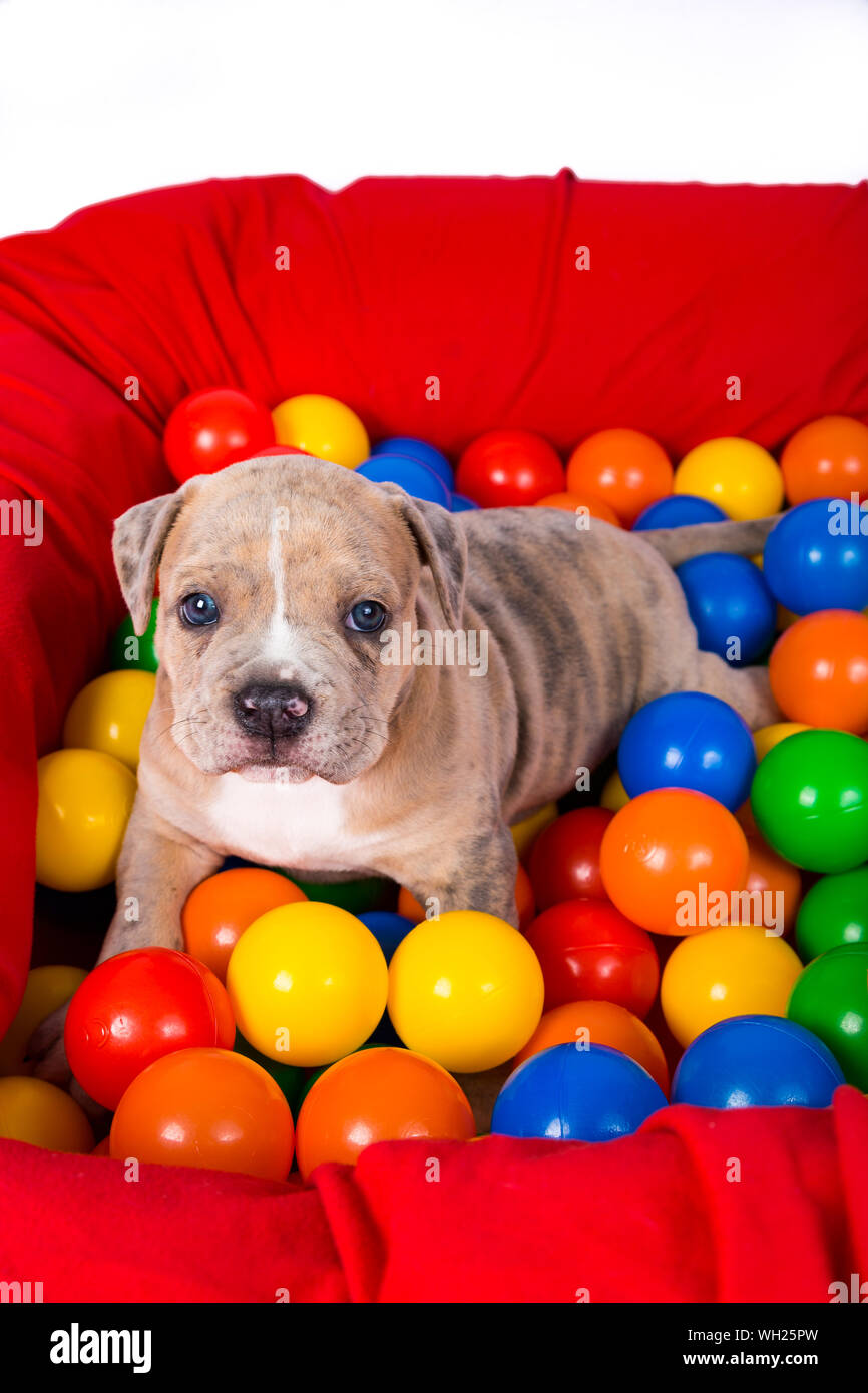 dog ball pool