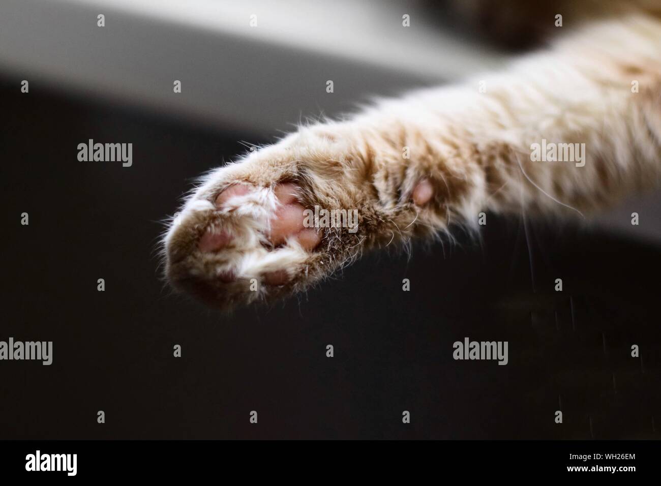 Paw Example Close up cat paw hi-res stock photography and images - Alamy