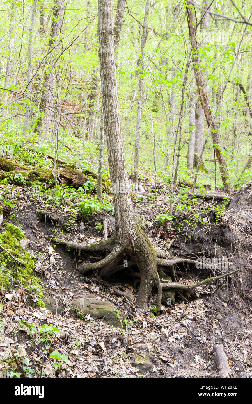 Seven Mile Creek County Park, Minnesota Stock Photo Alamy