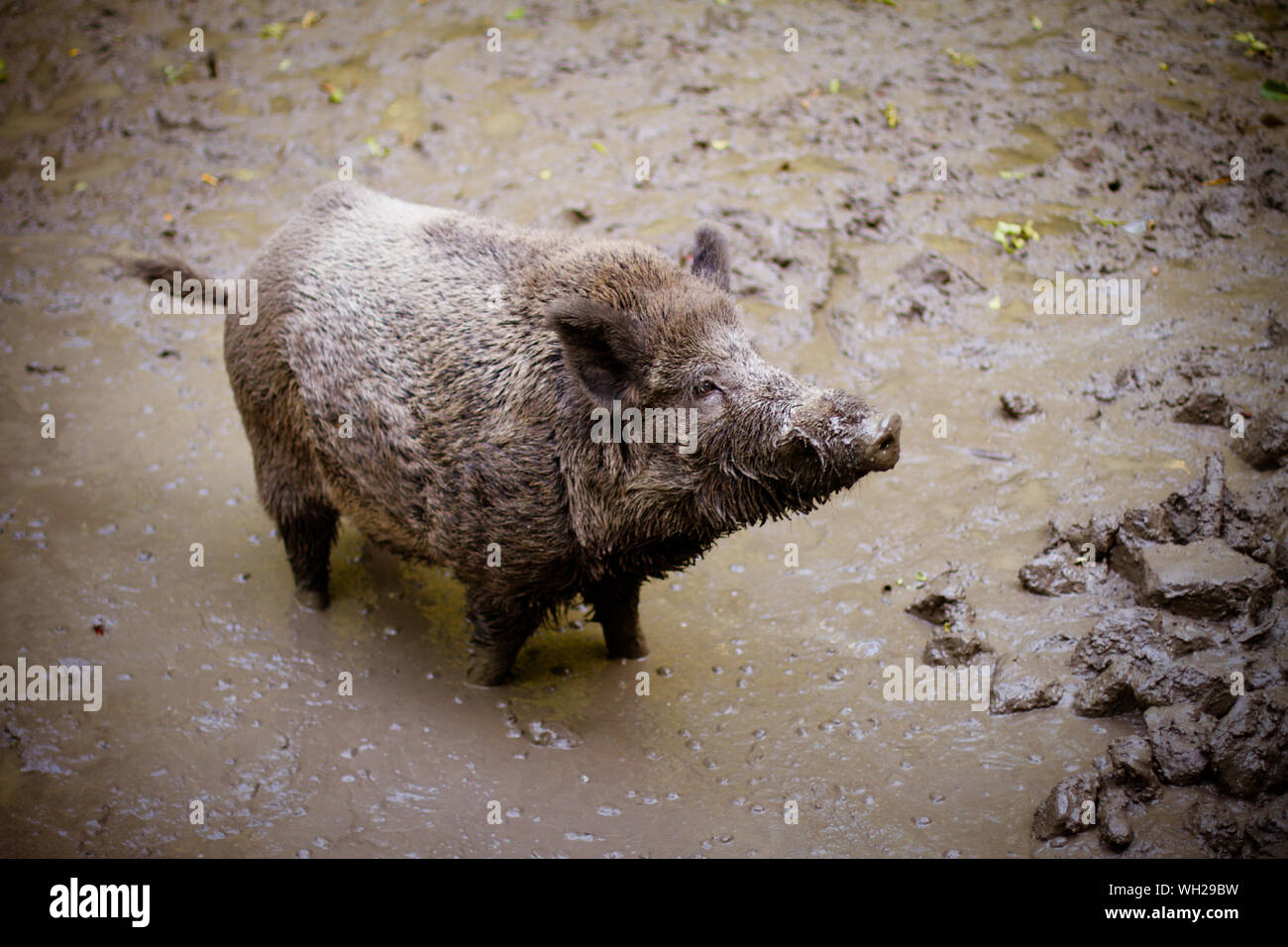 Pig Standing In Muddy Water Stock Photo