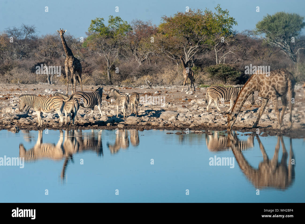 A group of Angolan Giraffe - Giraffa giraffa angolensis- and Burchells zebra -Equus quagga burchellii- drinking from a waterhole, while being reflected in the surface of the water. Etosha, Namibia. Stock Photo