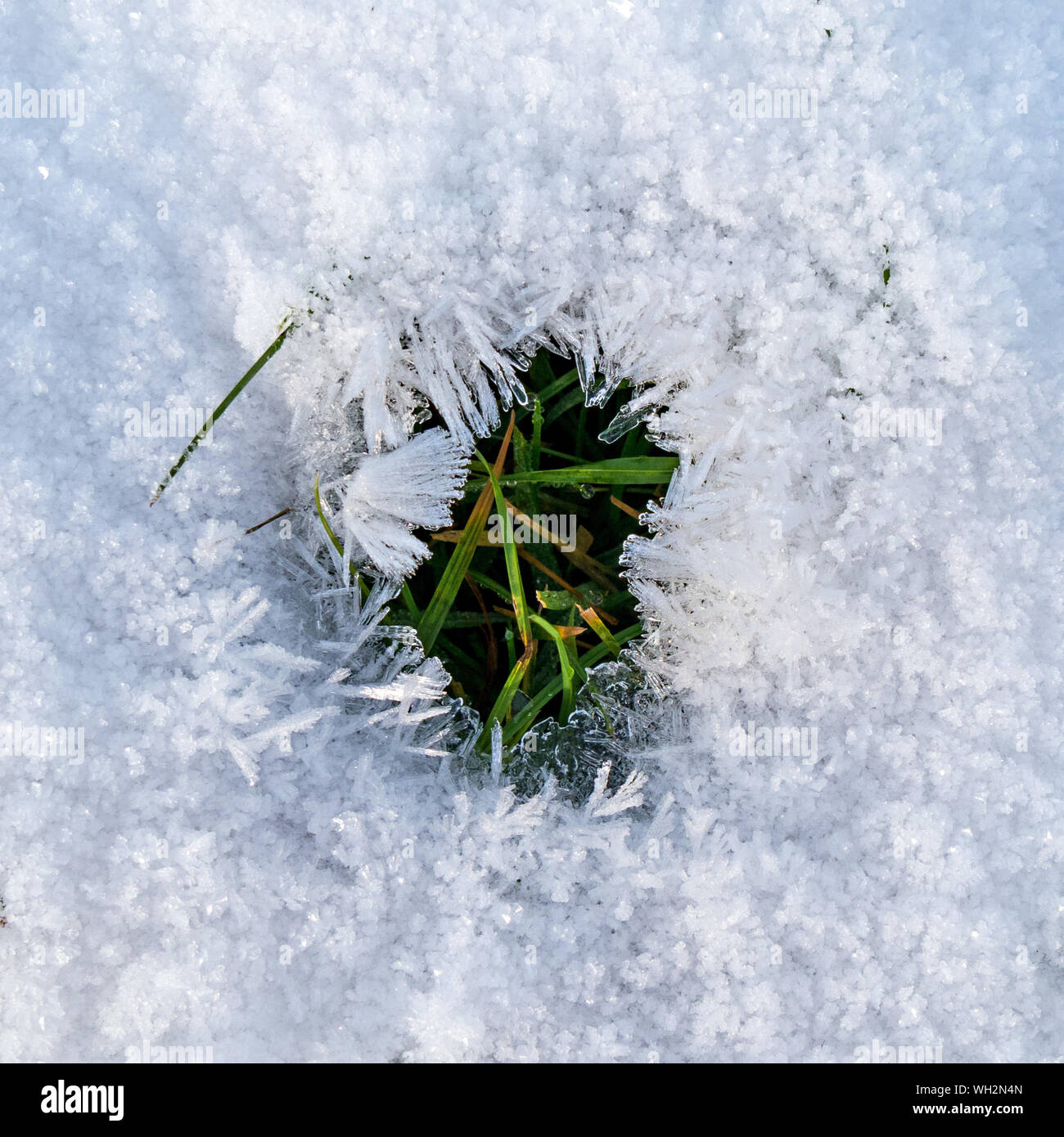 Closeup of small hole in fresh fallen Winter snow showing green grass underneath surrounded by a ring of snow crystals, England, UK Stock Photo