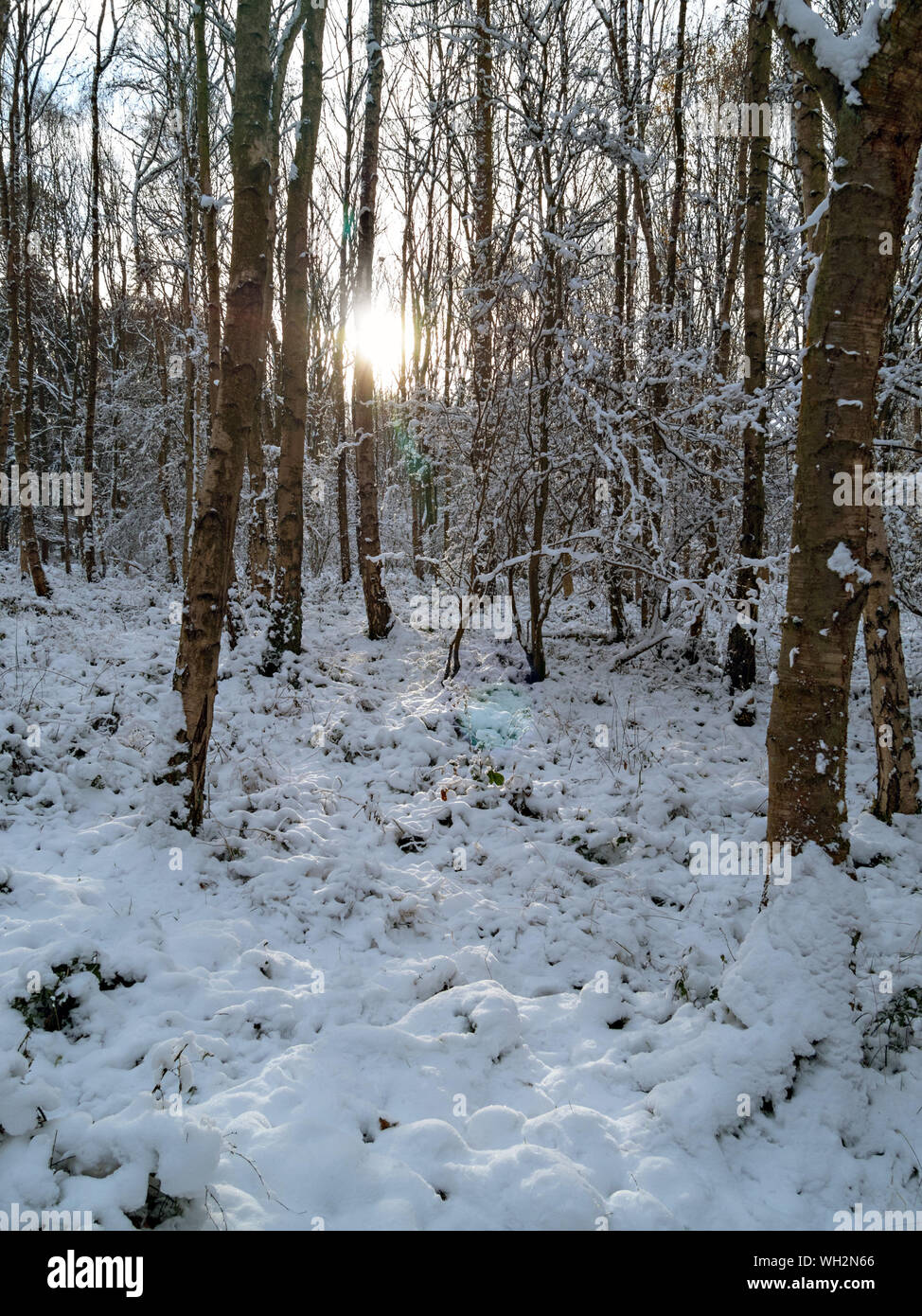 Low Winter sunlight shining through snowy woodland trees, Derbyshire, England, UK Stock Photo