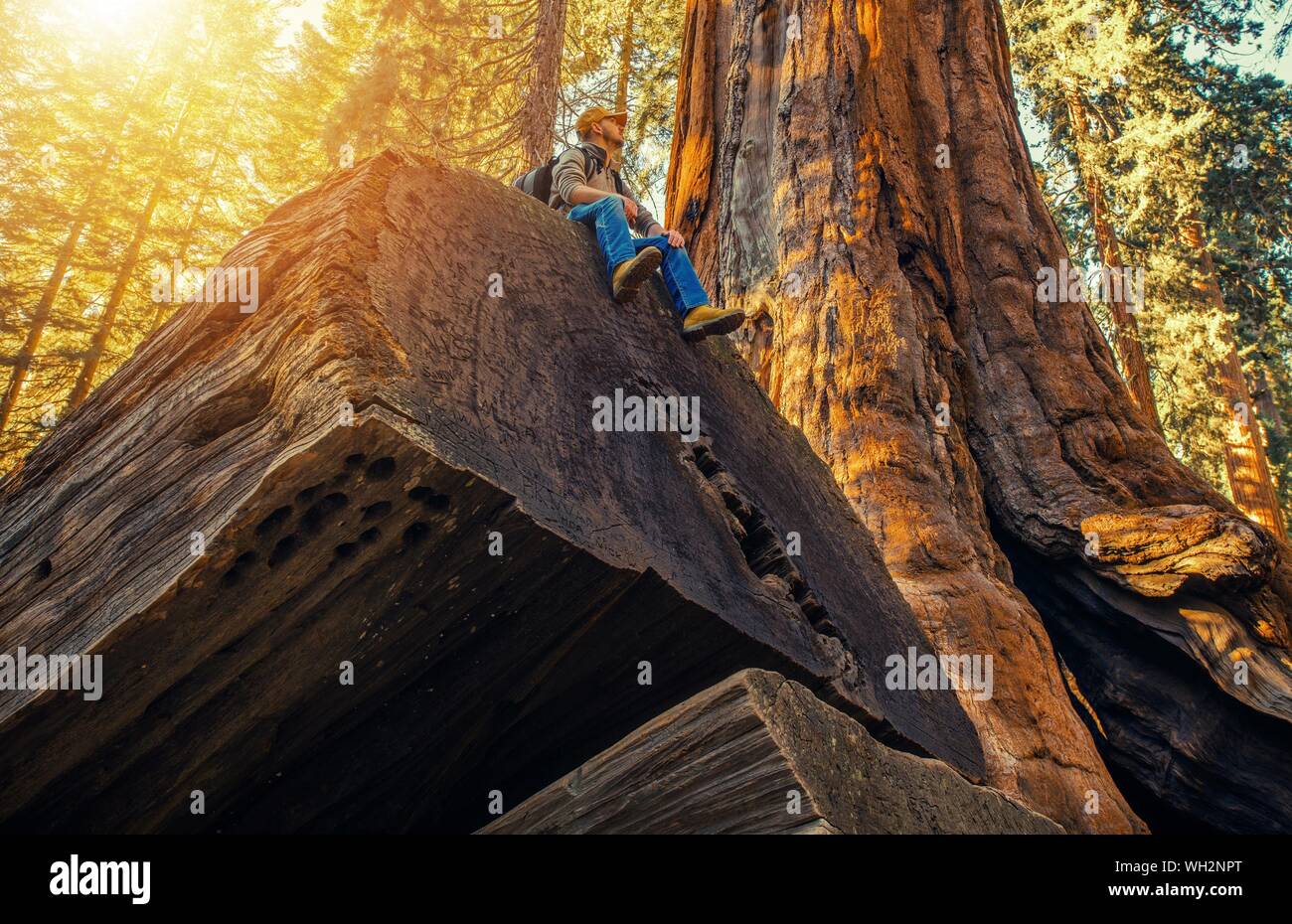 Low Angle View Of Man Sitting On Wood In Forest Stock Photo