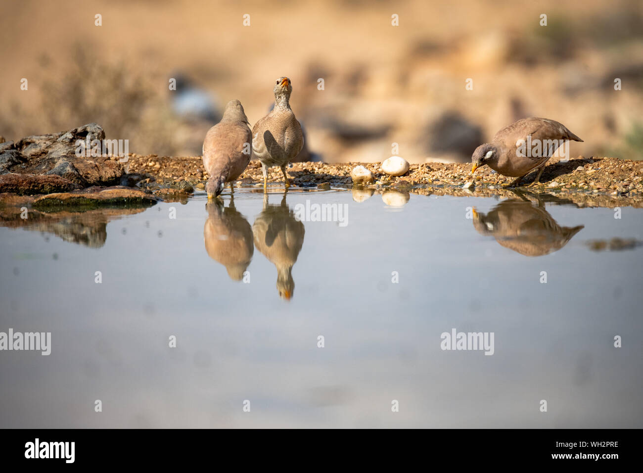 Family of Sand Partridgecome to drink water In the Negev Desert Israel  (Ammoperdix heyi) Stock Photo