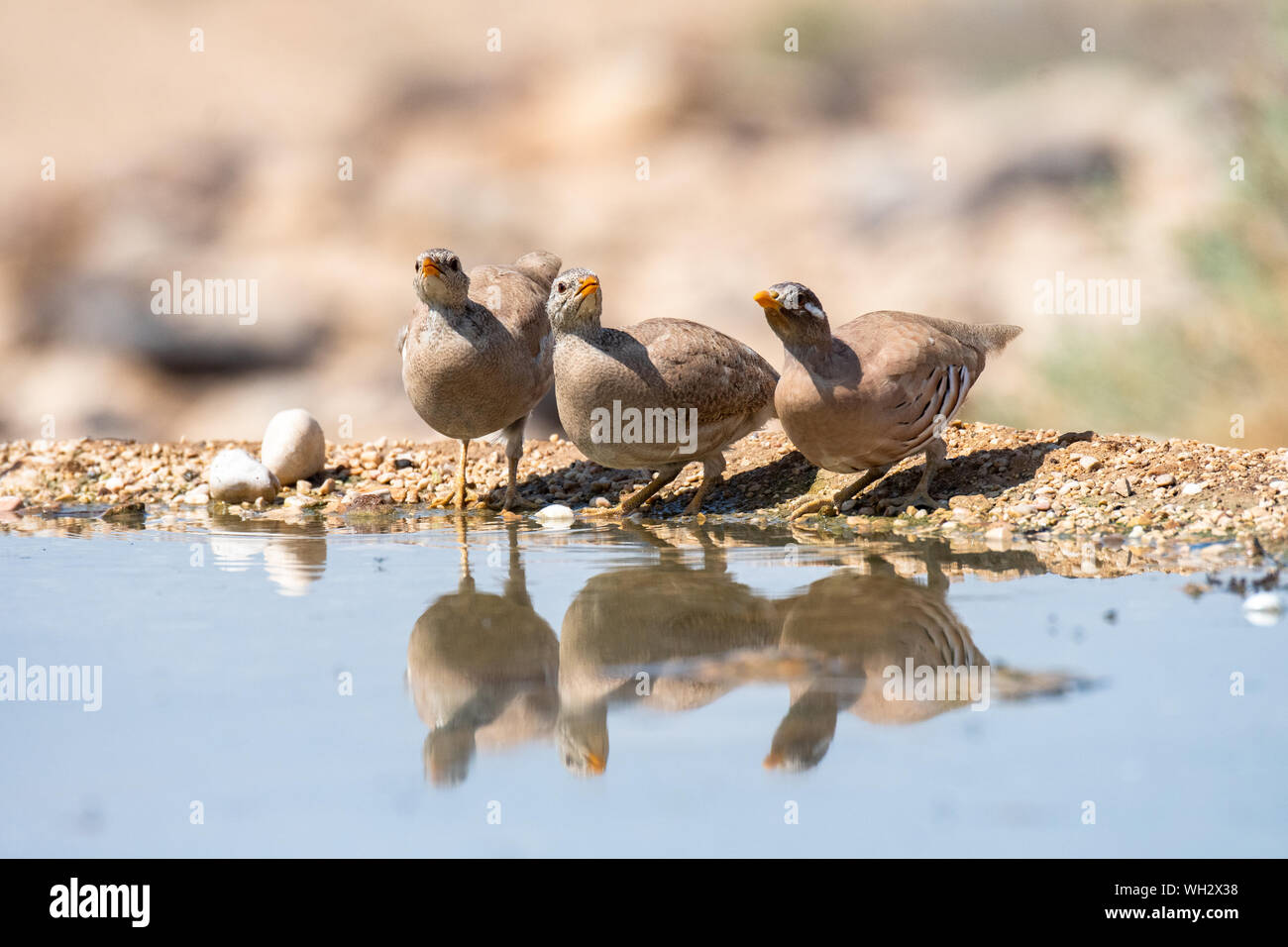 Sand Partridgecome to drink water In the Negev Desert Israel  (Ammoperdix heyi) Stock Photo