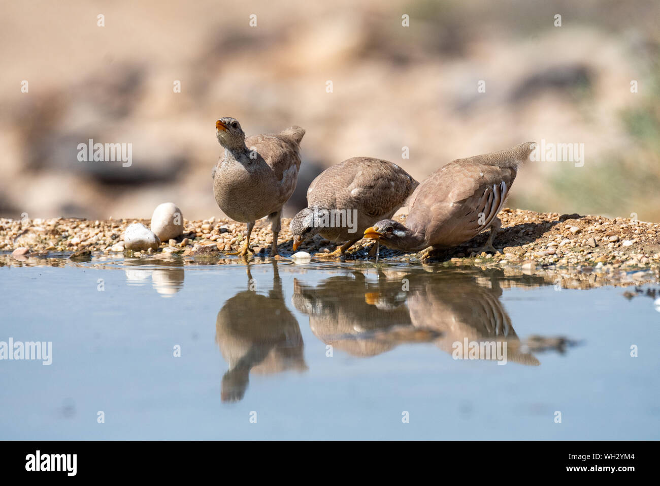 Family of Sand Partridgecome to drink water In the Negev Desert Israel  (Ammoperdix heyi) Stock Photo