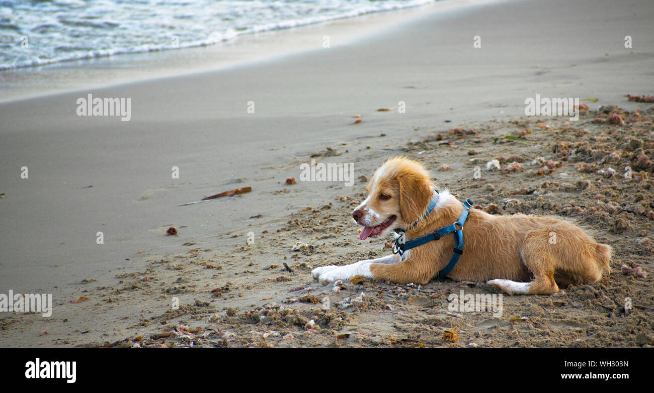 White and brown young Brittany Spaniel dog standing on sand beach after bathing in the sea. Dogs pets at the seashore in Spain, 2019. Stock Photo