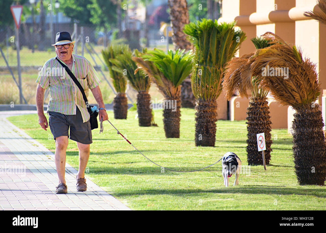 Murcia, Spain, July 17, 2019: An old, senior, retired man walks his dog at the street on a forbidden or restricted area with a 'no dogs' sign. Seniors. Stock Photo