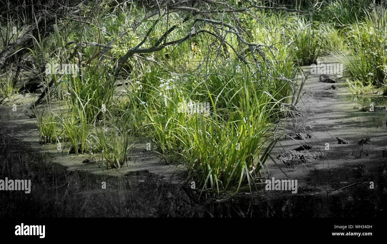 Plants Growing At Riverbank Stock Photo Alamy