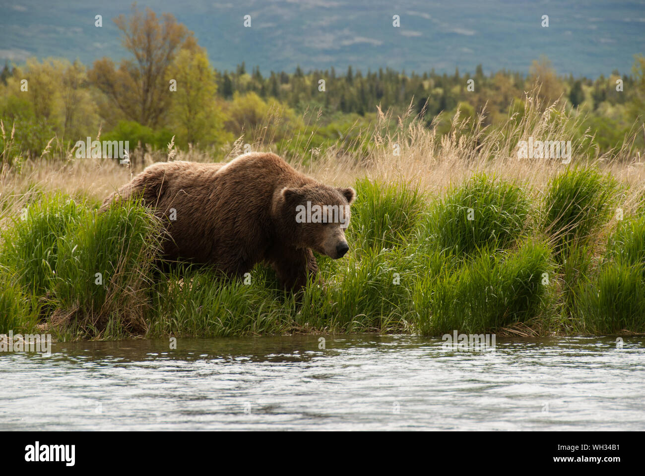 Brown Bear In Front Of River At Katmai National Park Stock Photo