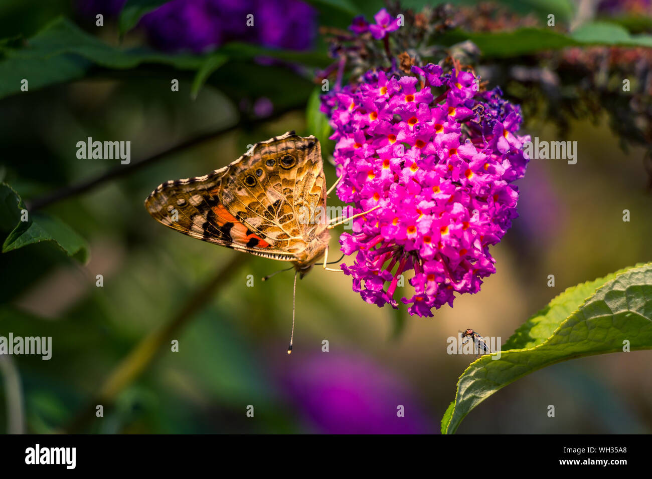 Painted Lady butterfly on buddleia flower Stock Photo