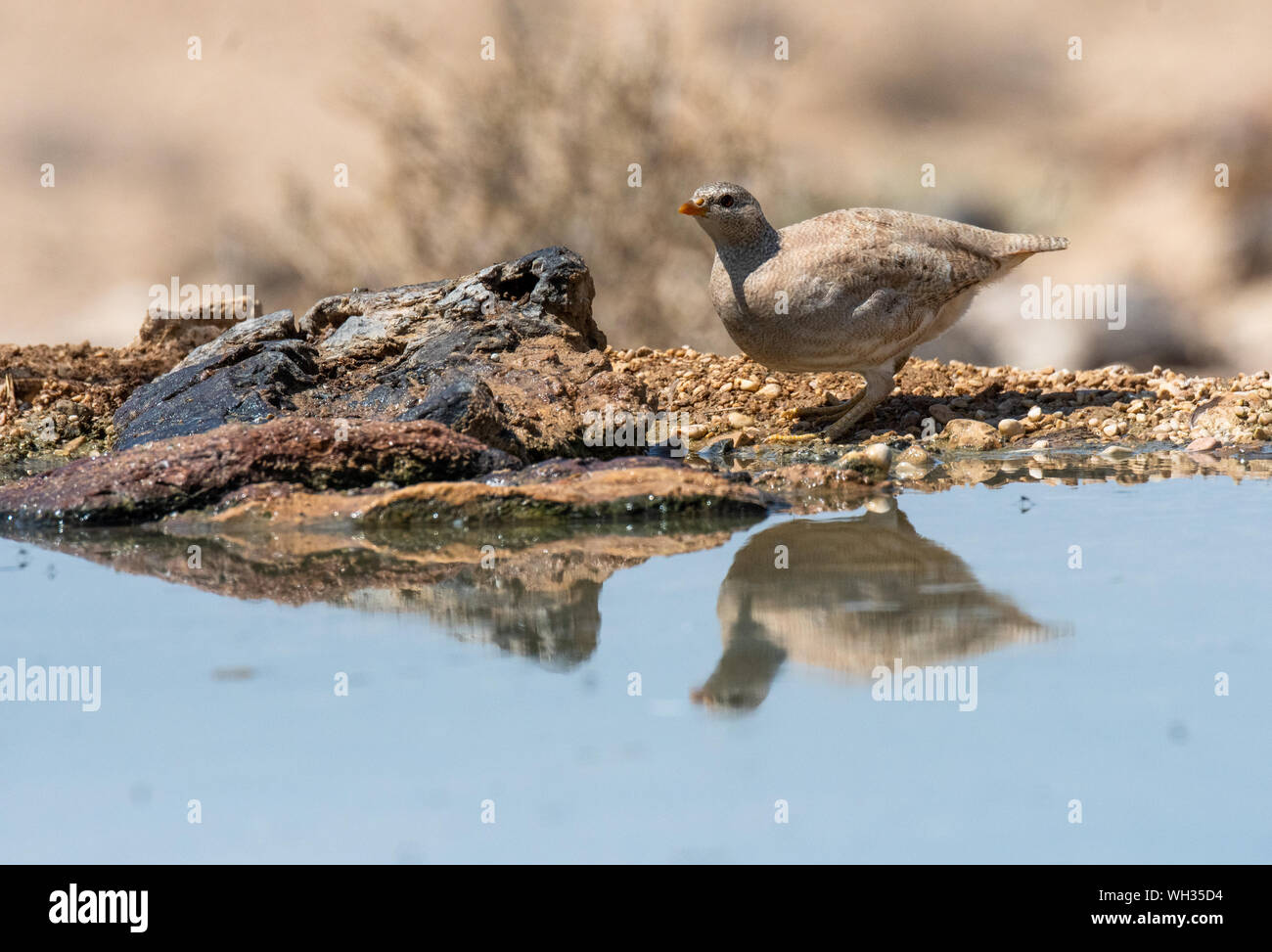 female Sand Partridge come to drink water In the Negev Desert Israel  (Ammoperdix heyi) Stock Photo