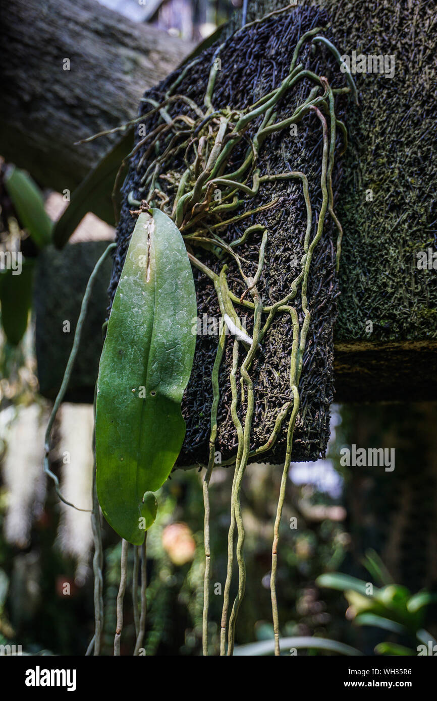 hanging coconut fiber traditional natural small pot with orchid tree plant - indonesia photo Stock Photo