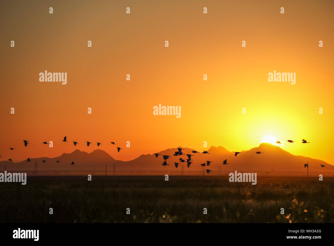 Sun, landscape birds hi-res stock photography and images - Alamy