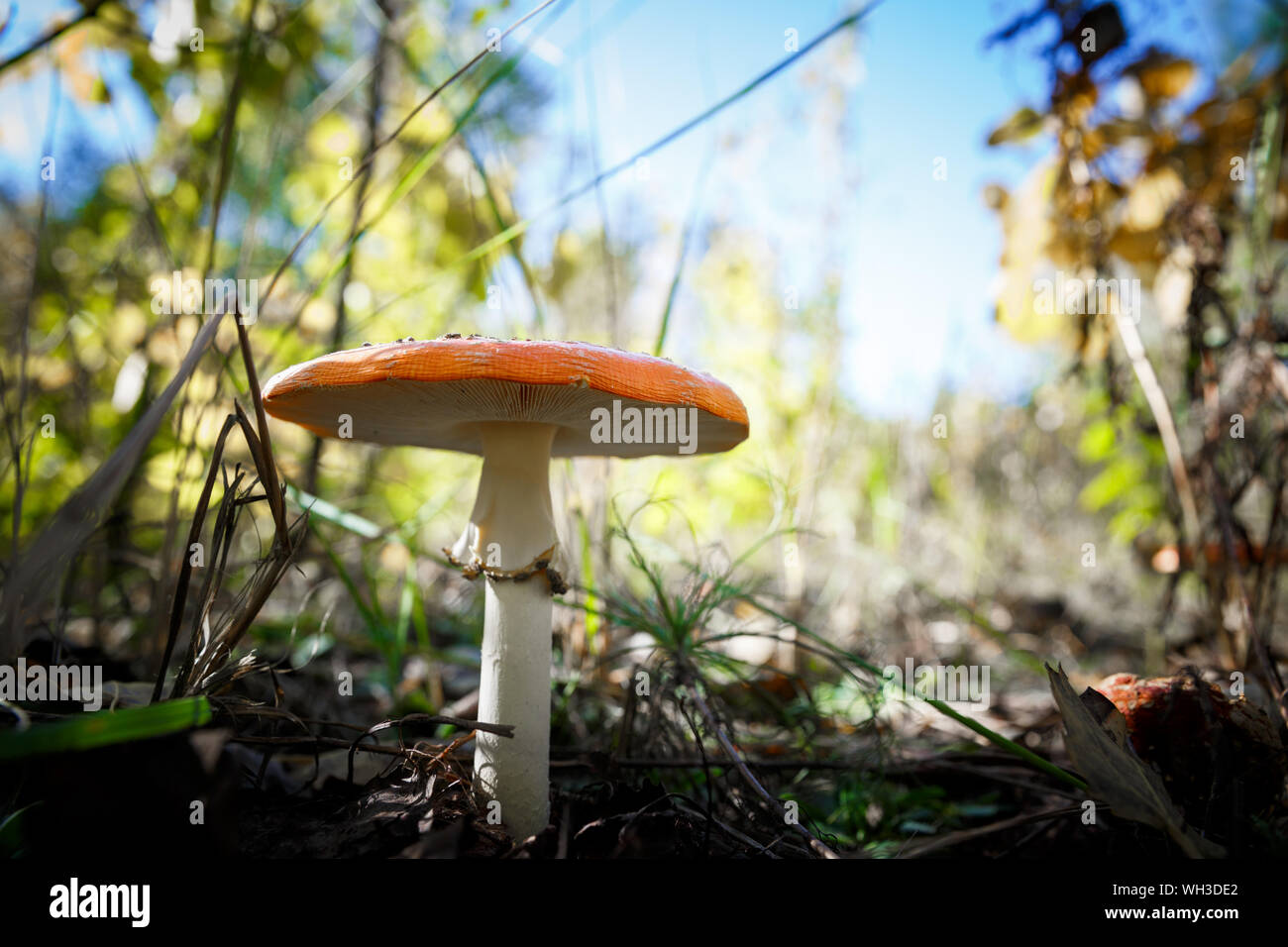 Poisonous Spotted Mushrooms in Magical Green Forest Stock Photo Alamy
